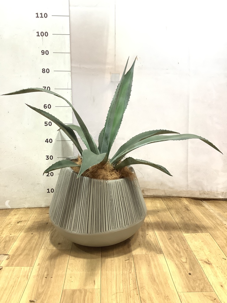 アガベ アメリカーナ（アオノリュウゼツラン） | 観葉植物 | Hitohana