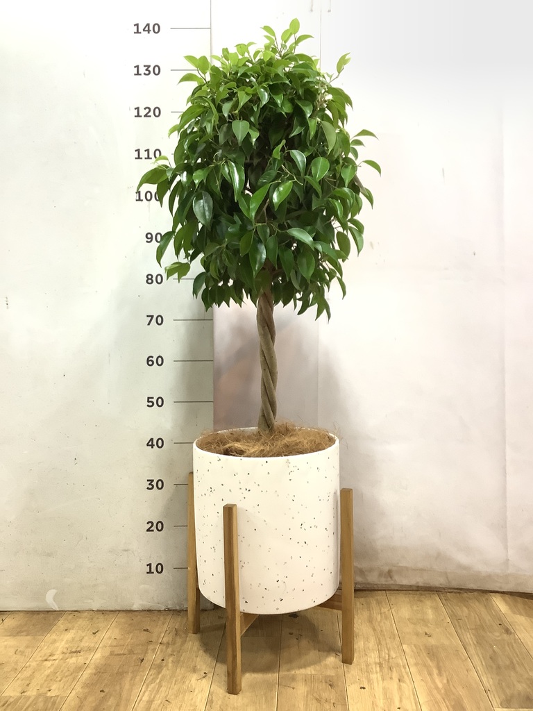 フィカス ベンジャミン 8号 | 観葉植物 | インテリアやギフトに