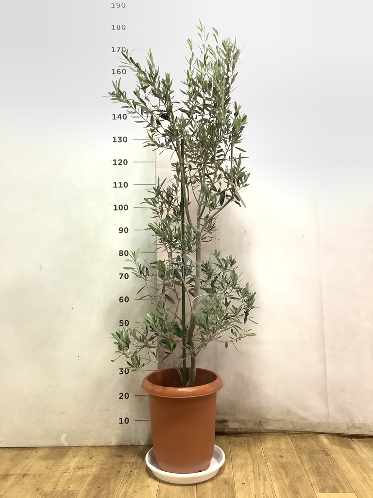 オリーブの木 チプレッシーノ | 観葉植物 | 送料無料でお届け