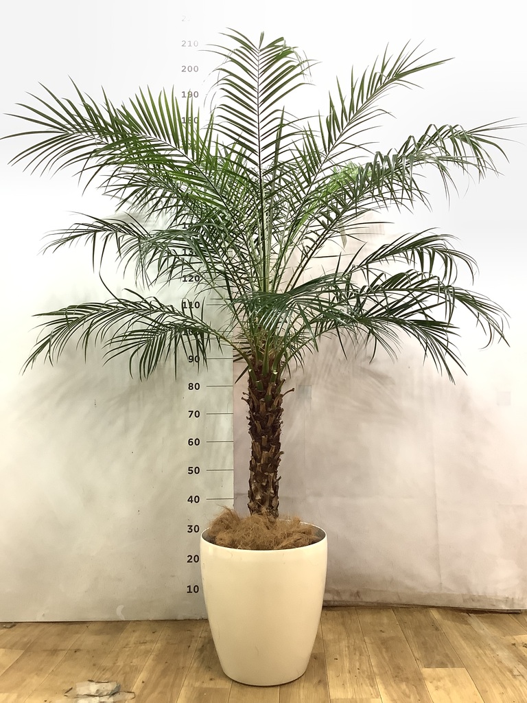 フェニックスロベレニー 10号 | 観葉植物 | インテリアやギフトに