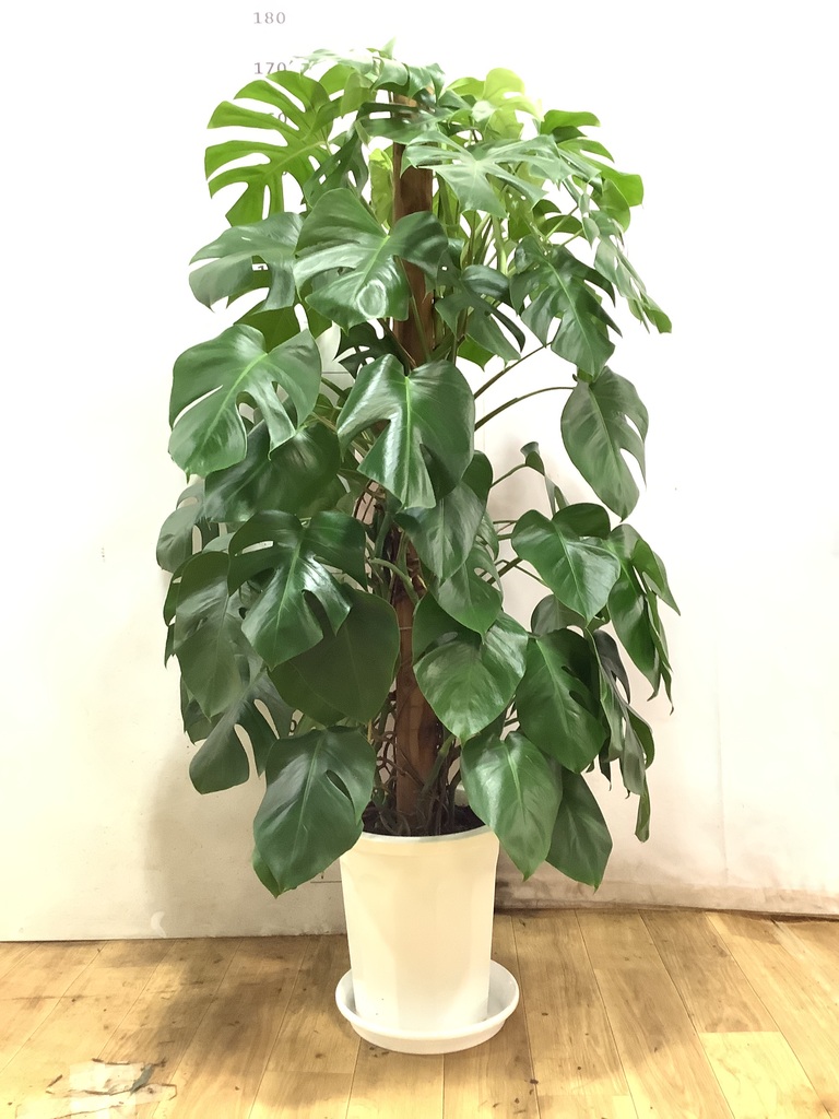 モンステラ 1点もの | 観葉植物 | 送料無料でお届け - Hitohana（ひと