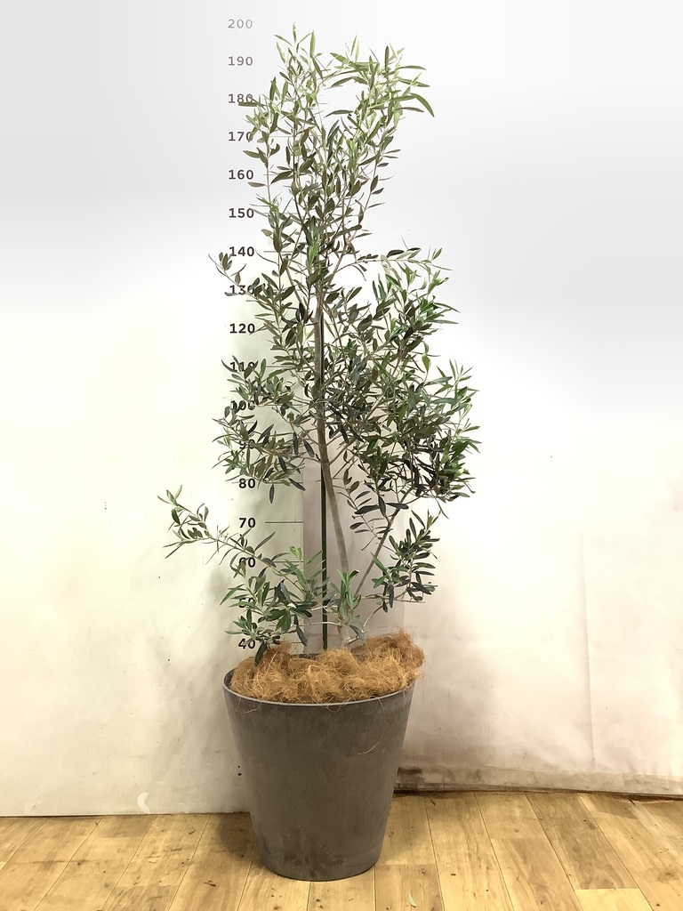 オリーブの木 チプレッシーノ | 観葉植物 | 送料無料でお届け