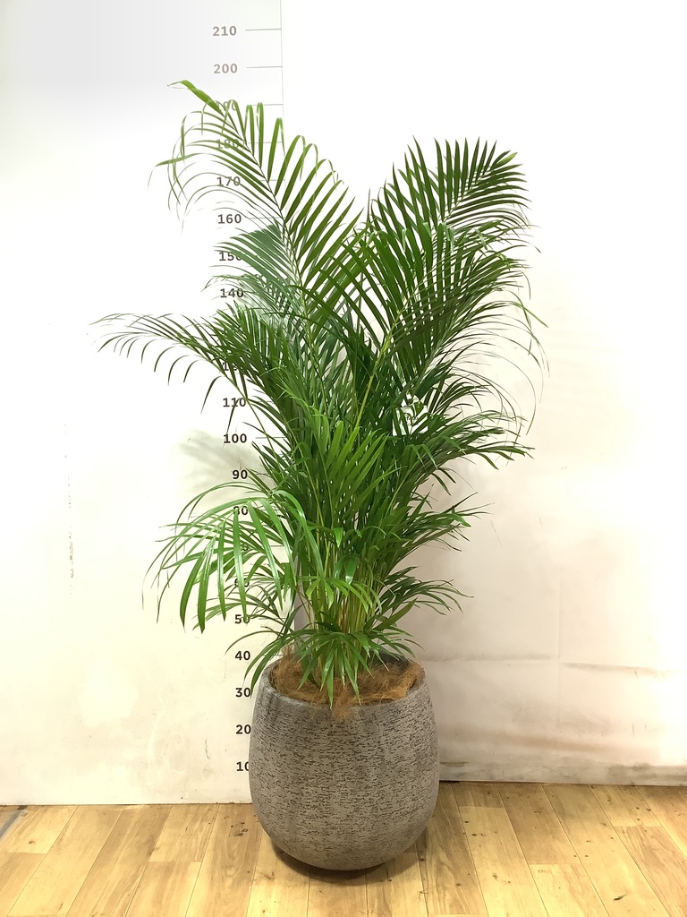 アレカヤシ 10号 | 観葉植物 | インテリアやギフトに - Hitohana（ひと