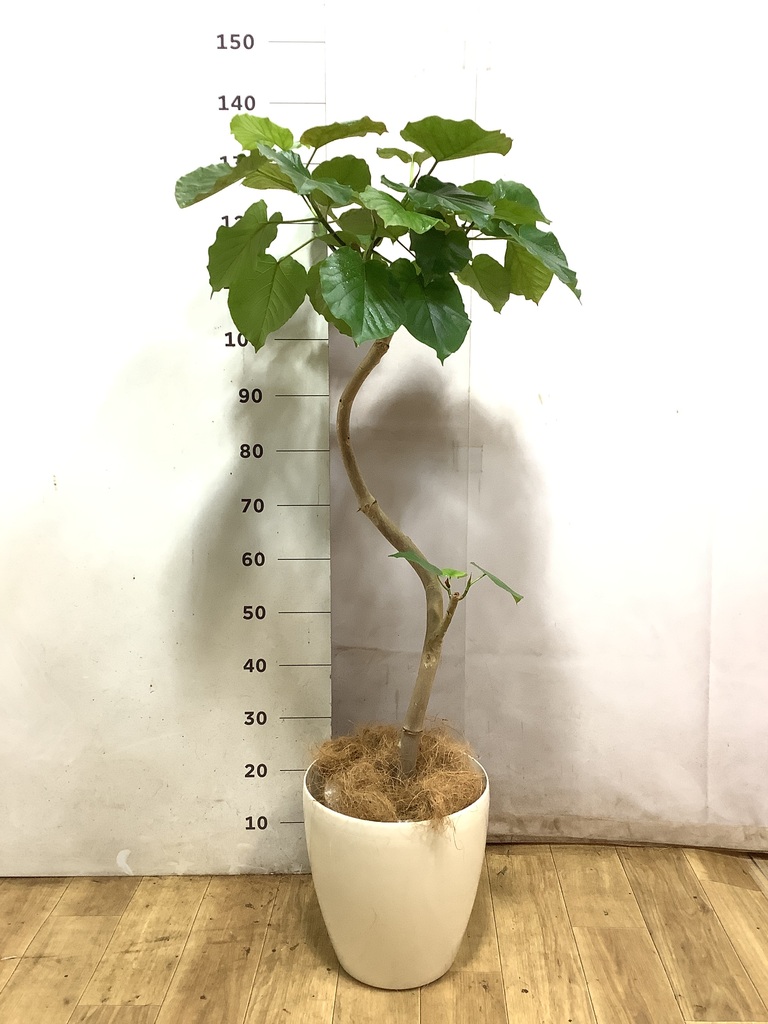 ひなたぼっこ様①　ウンベラータ　８号　特大苗木 ウンベラータ 8号 | 観葉植物の通販ならHitoHana（ひとはな）