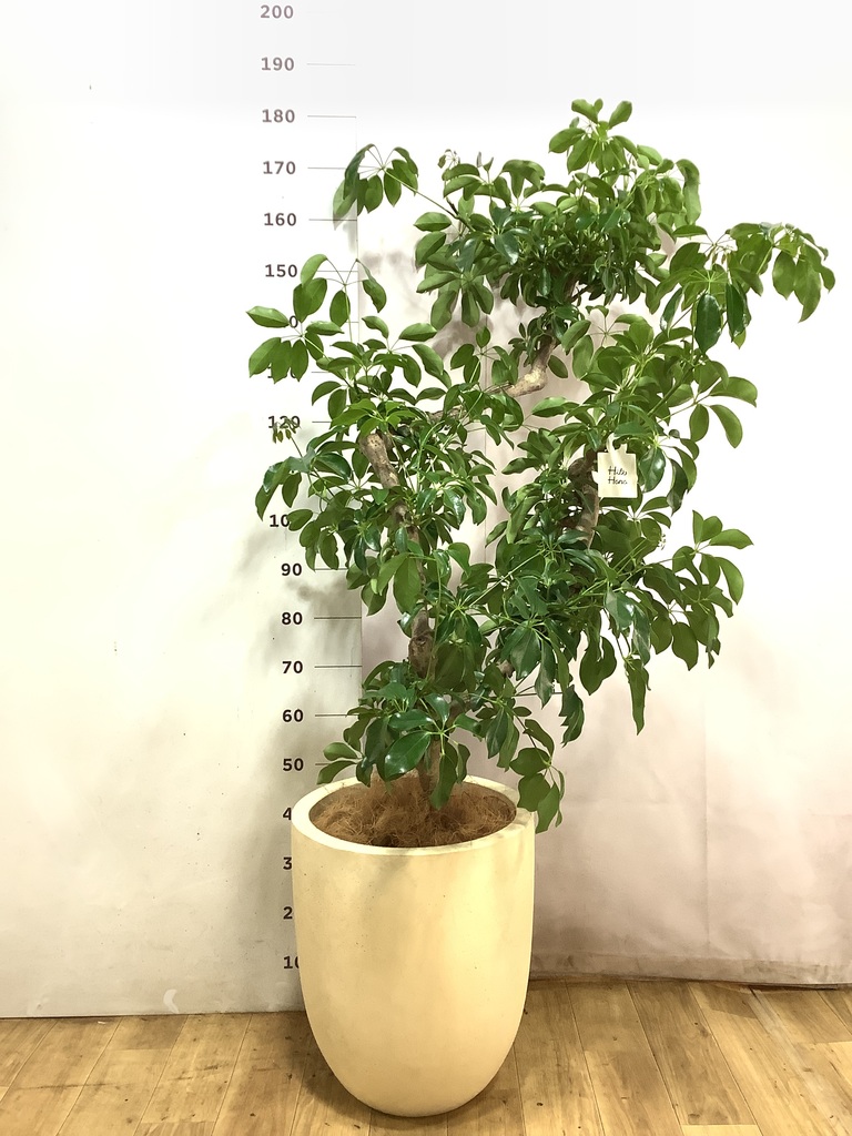 観葉植物 カポック（シェフレラ） 【170cm】 13号 #72076 ※1都3県配送