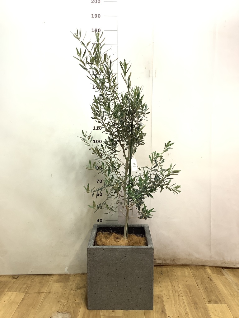 オリーブの木 チプレッシーノ | 観葉植物 | 送料無料でお届け