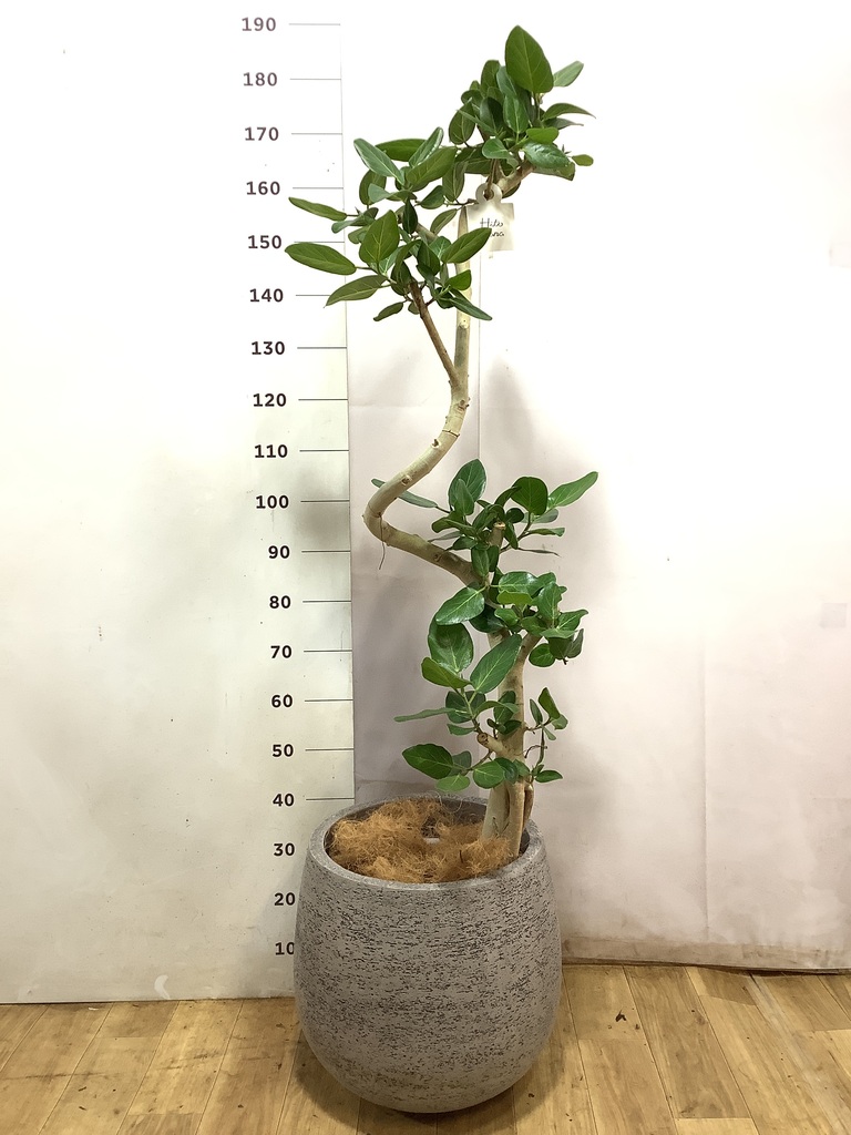 フィカス ベンガレンシス 1点もの（現品・現物） | 観葉植物 | 送料