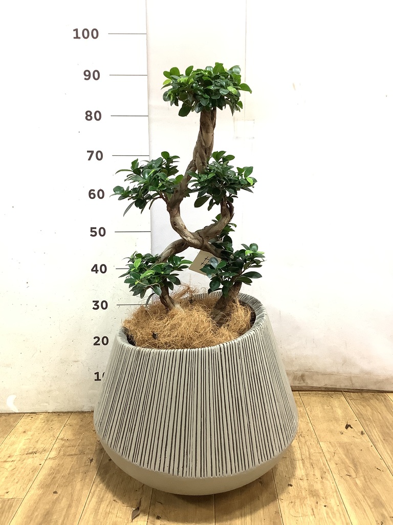 観葉植物 ガジュマル 8号 8の字 インティ シリンダー 付き | 観葉植物
