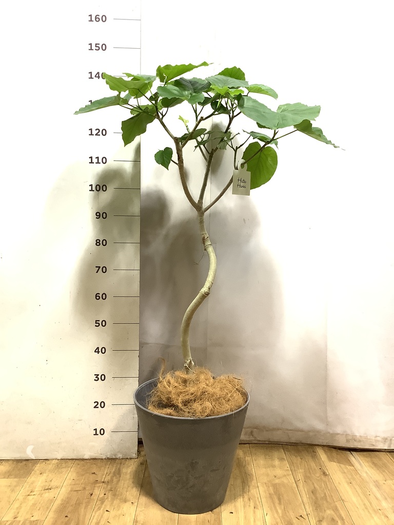 ウンベラータ 大型 | 観葉植物通販HitoHana(ひとはな)
