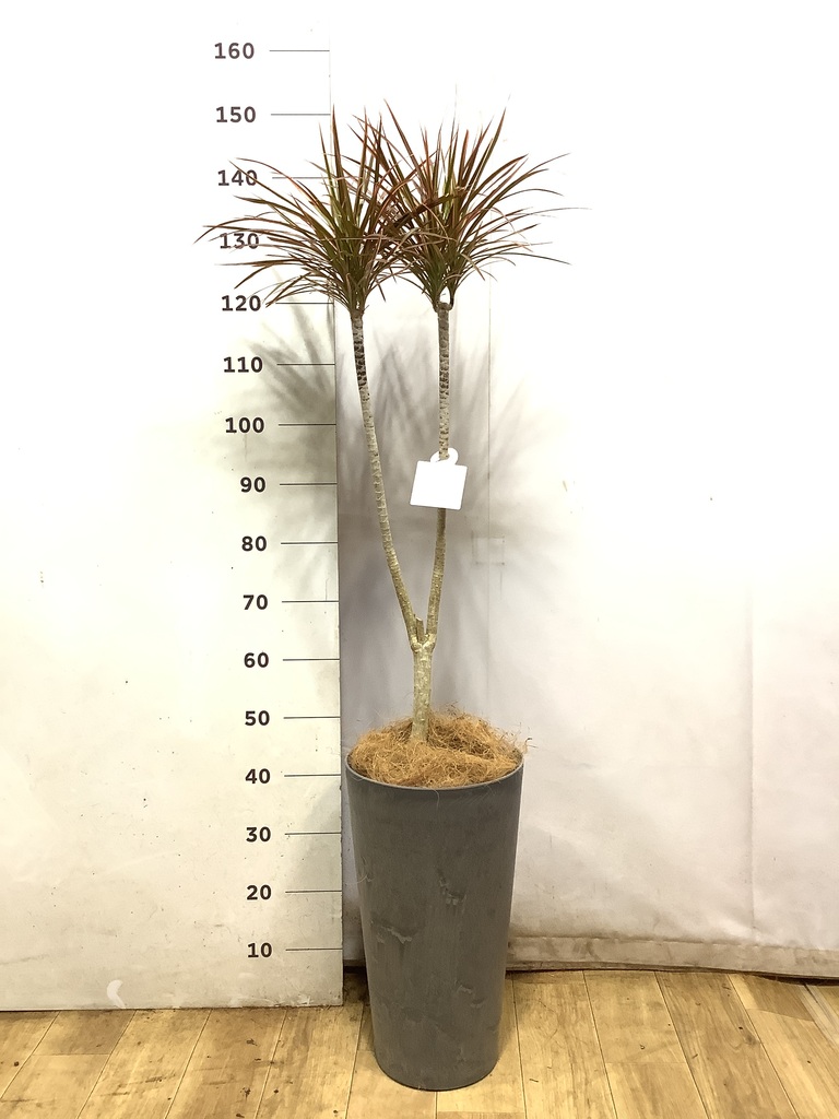 ドラセナ コンシンネ レインボー 1点もの（現品・現物） | 観葉植物