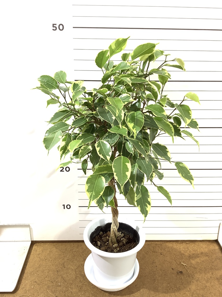 観葉植物 フィカス ベンジャミン 4号 プリンセス プラスチック鉢