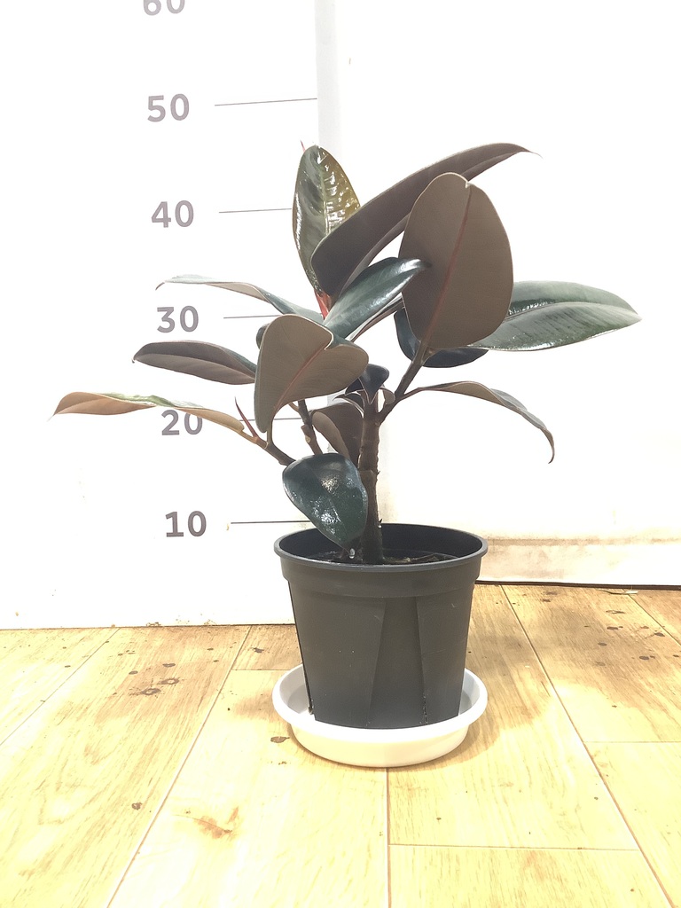 フィカス バーガンディ 1点もの（現品・現物） | 観葉植物 - HitoHana
