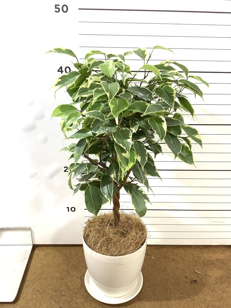 観葉植物 フィカス ベンジャミン 4号 プリンセス ラーケルシリンダー