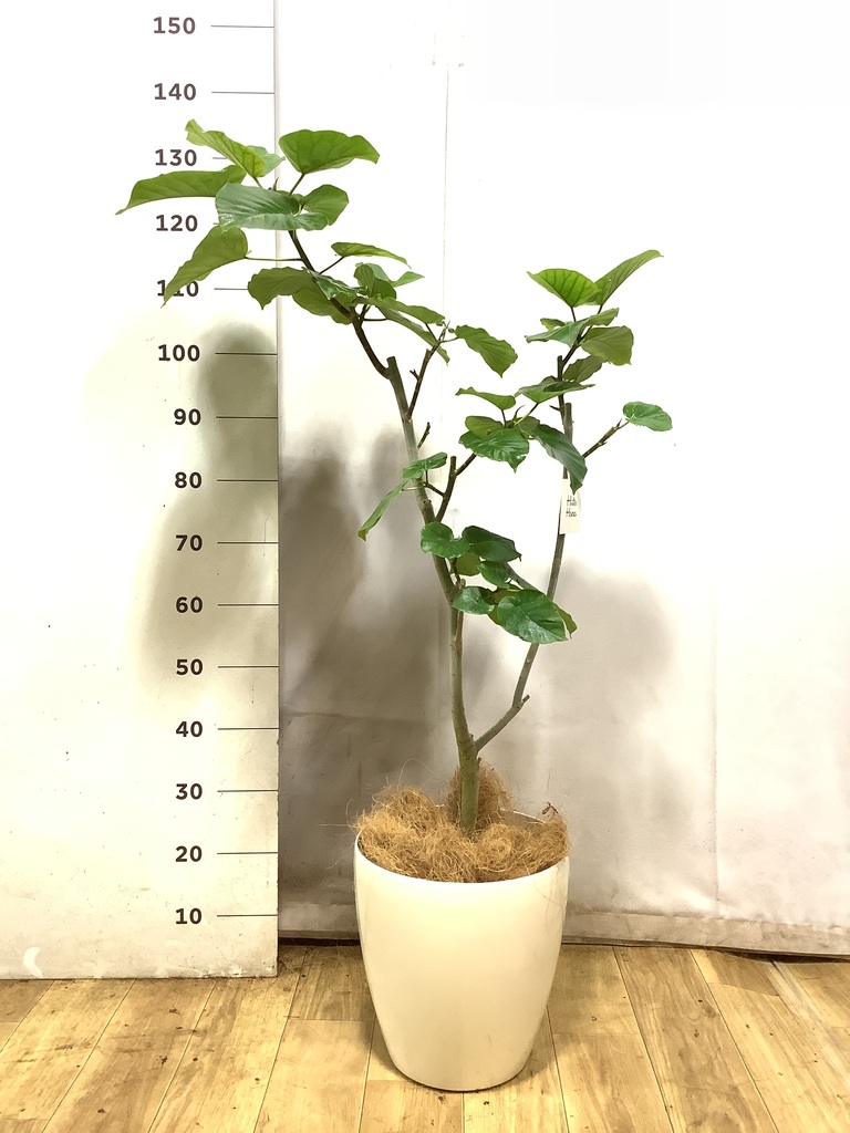 ウンベラータ 大型 | 観葉植物通販HitoHana(ひとはな)