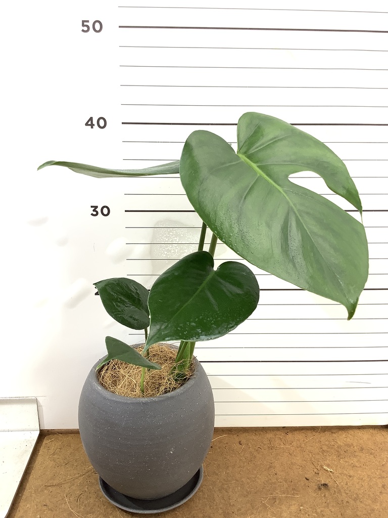モンステラ 1点もの | 観葉植物 | 送料無料でお届け - Hitohana（ひと