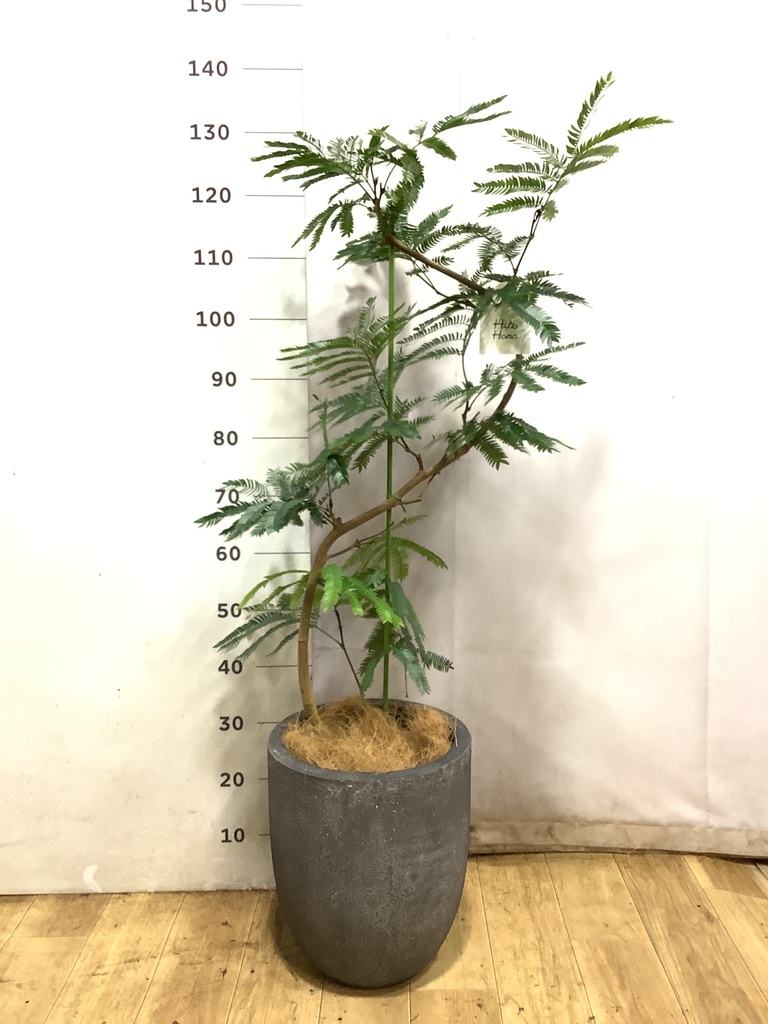 エバーフレッシュ 1点もの（現品・現物） | 観葉植物 | 送料無料でお