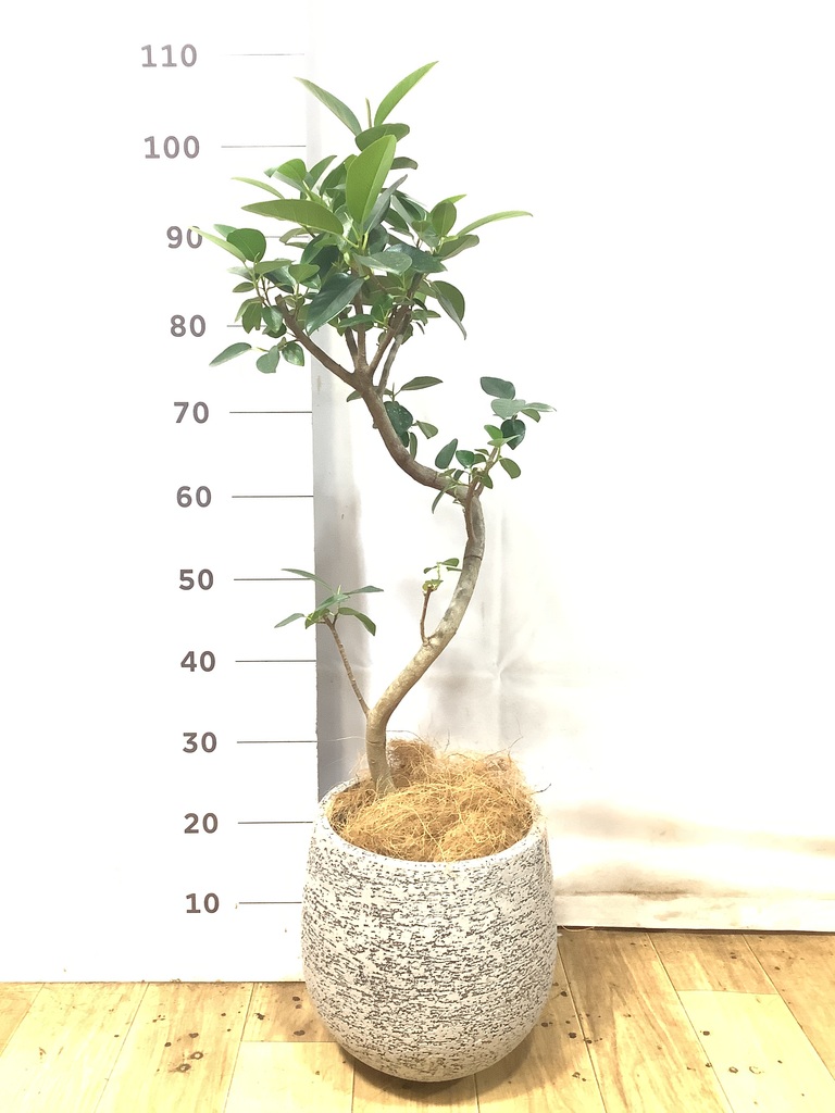 観葉植物 フランスゴムの木 6号 曲り スタンダードポット コーヒー