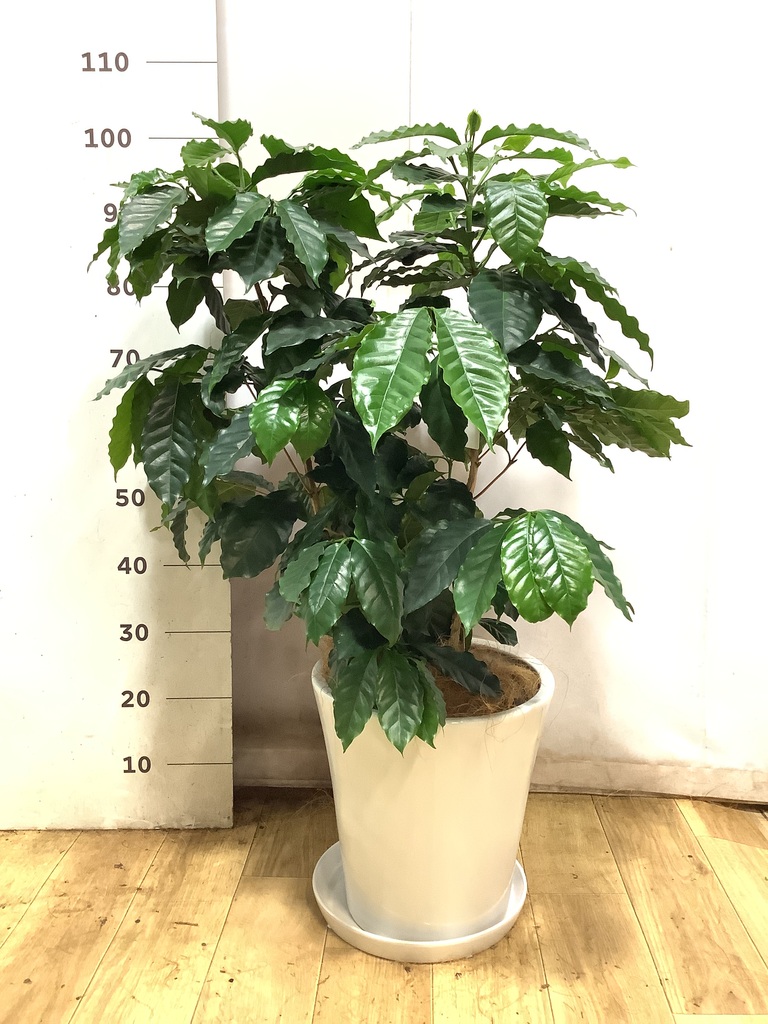 コーヒーの木 8号 | 観葉植物 | 送料無料でお届け - Hitohana（ひとはな）