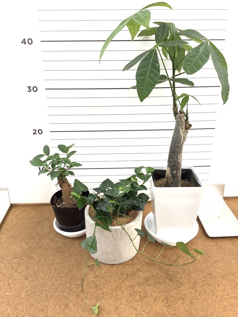 観葉植物 初心者にもおすすめお試し3点セット（パキラ 4号・ガジュマル