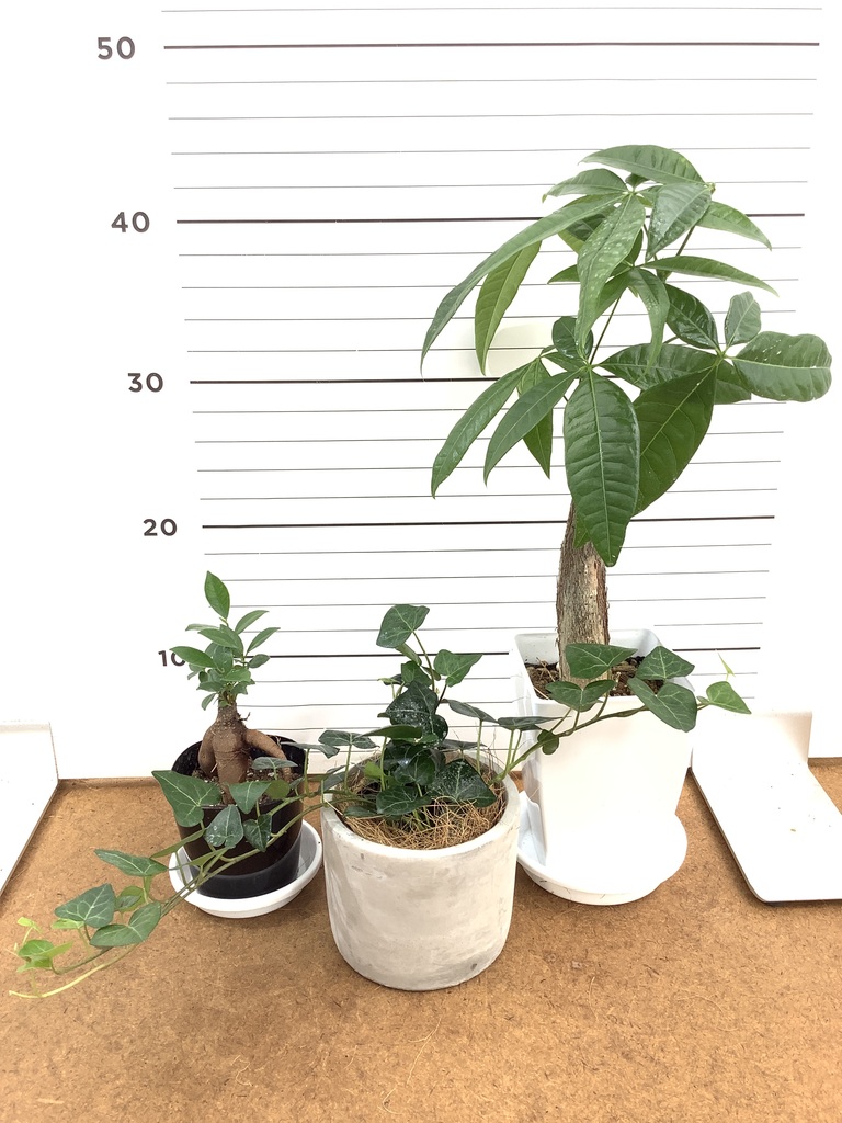 パキラ | 観葉植物の通販ならHitoHana（ひとはな）