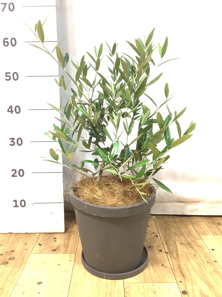 観葉植物 オリーブの木【28cm】5号 ひなかぜ 盆栽仕立て プラスチック