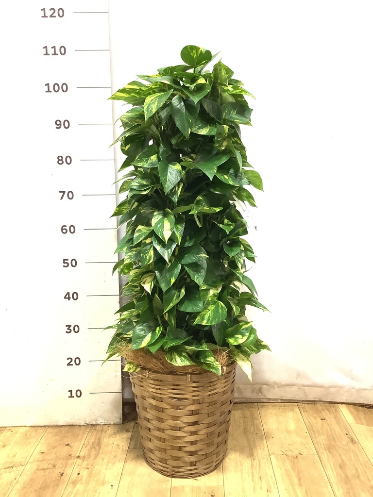 ポトス 8号 | 観葉植物 | インテリアやギフトに - Hitohana（ひとはな）