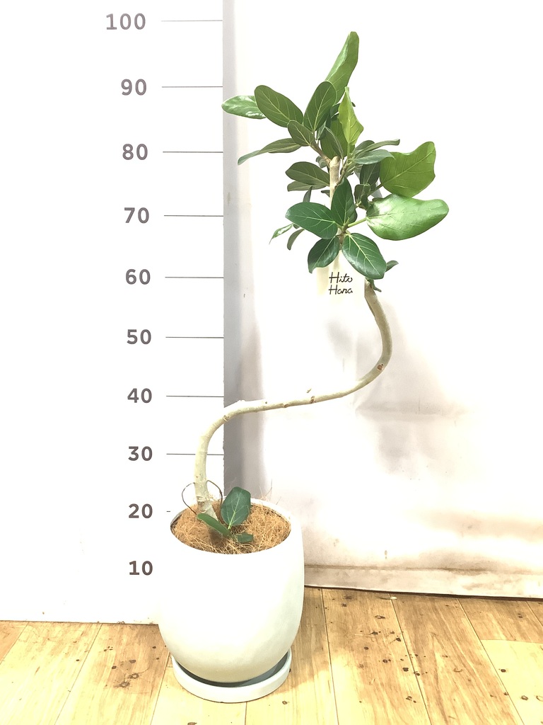 フィカス ベンガレンシス 1点もの（現品・現物） | 観葉植物 | 送料