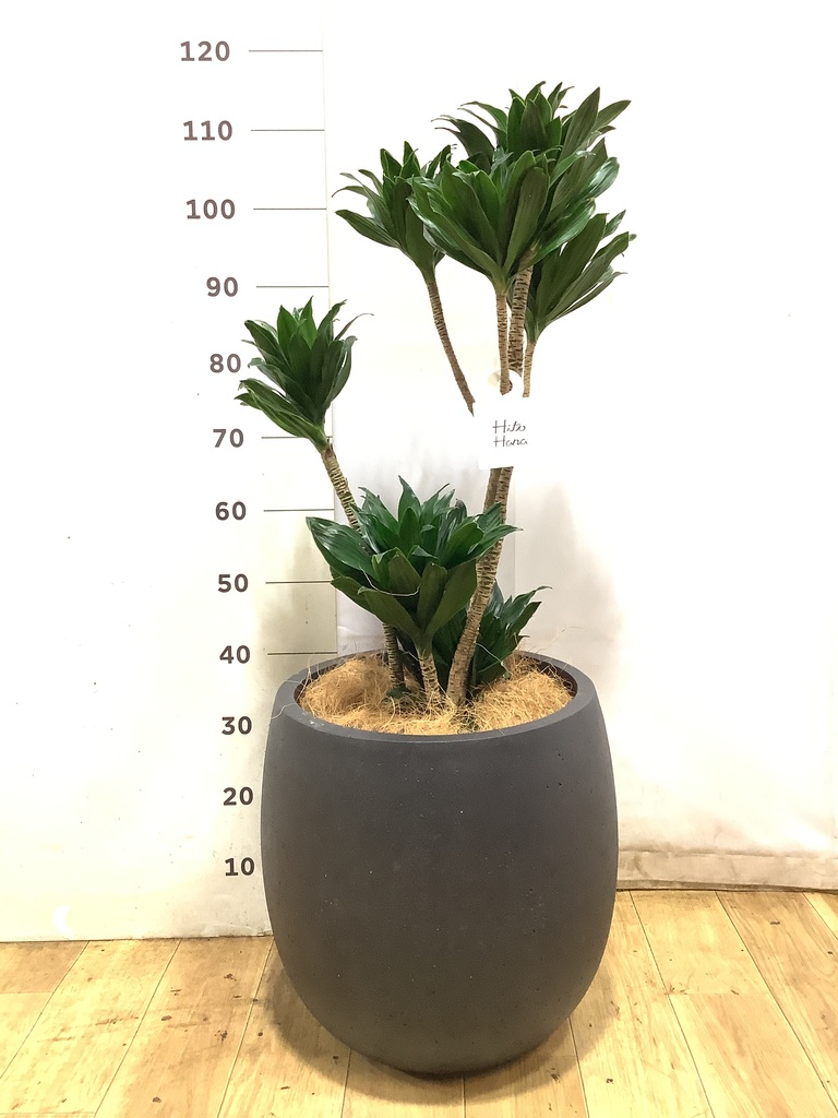 観葉植物 ドラセナ コンパクター 8号 コーテス ヘックス 灰 付き