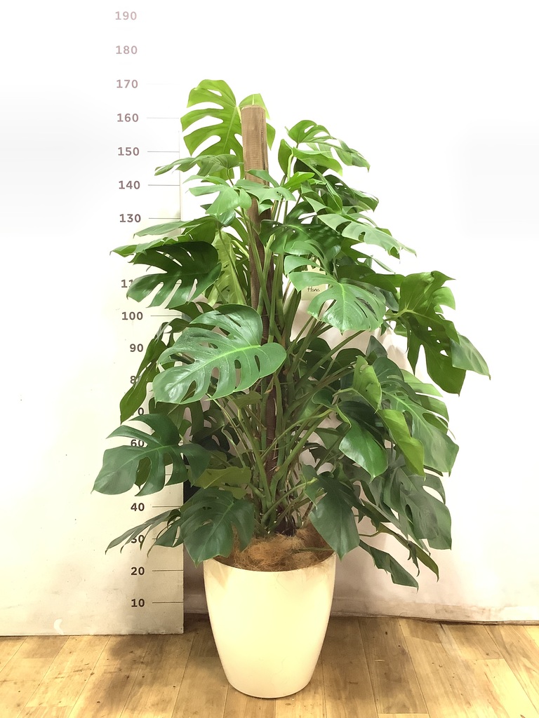 モンステラ 約1.7メートル 大きな葉 葉の大きさ◎8号】 モンステラ 葉の大きさ約40cm 観葉植物 室内 | 観葉