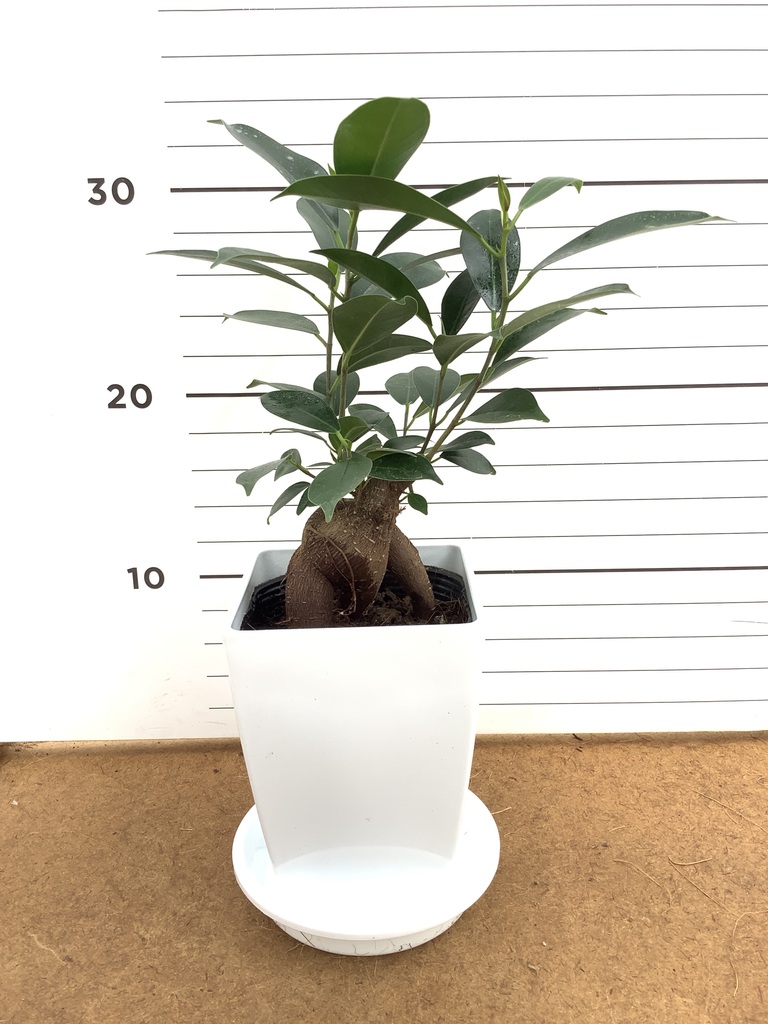 ガジュマル 1点もの（現品・現物） | 観葉植物通販HitoHana(ひとはな)