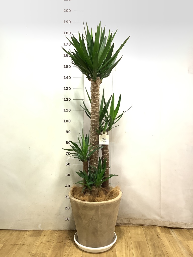 ユッカ（青年の木） | 観葉植物通販HitoHana（ひとはな）