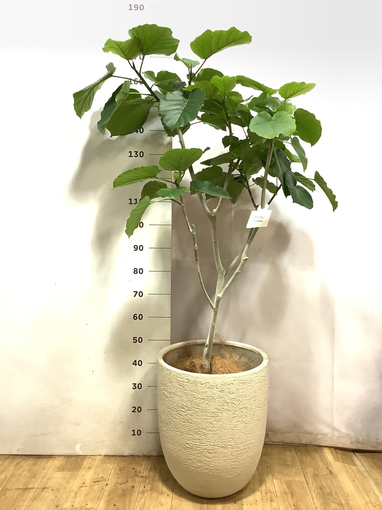 ウンベラータ 大型 | 観葉植物通販HitoHana(ひとはな)