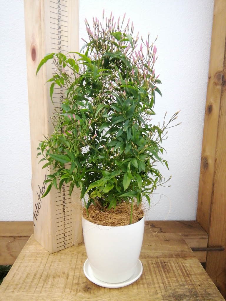 観葉植物 ハゴロモジャスミン 4号 プラスチック鉢 観葉植物ならhitohana ひとはな