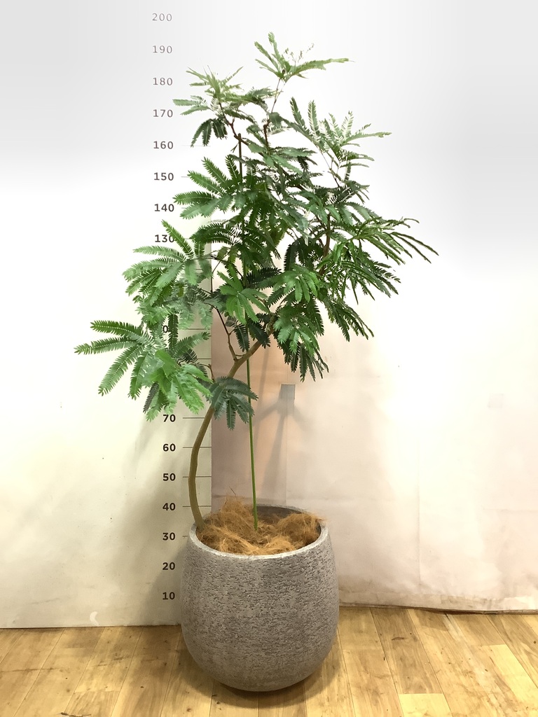 エバーフレッシュ 10号 | 観葉植物の通販ならHitoHana（ひとはな）