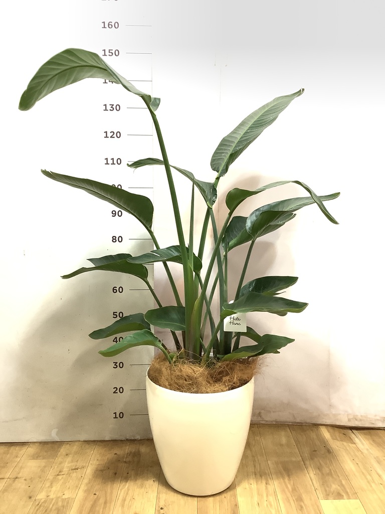 オーガスタ 1点もの（現品・現物） | 観葉植物通販HitoHana(ひとはな)