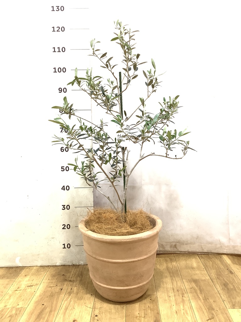 観葉植物 オリーブの木 8号 マンザニロ プラスチック鉢 / 小倉園 
