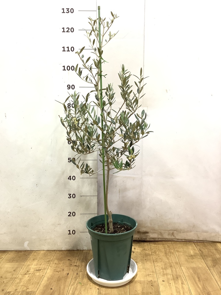 観葉植物 オリーブの木 8号 カヨンヌ プラスチック鉢 / 小倉園 | 観葉