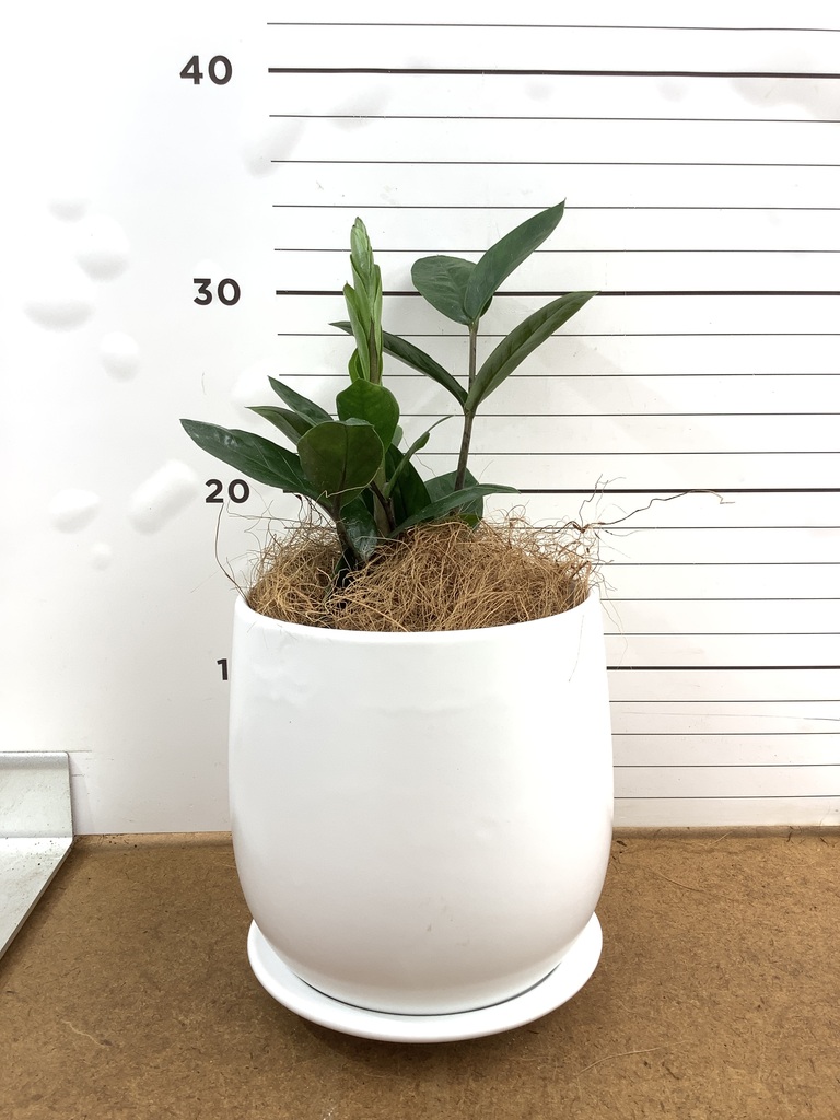 観葉植物 ザミオクルカス 4号 プラスチック鉢 | 観葉植物ならHitoHana
