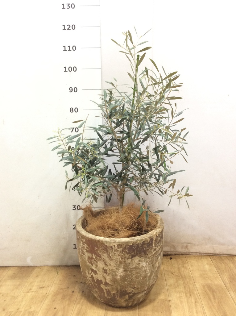 観葉植物 オリーブの木 8号 デルモロッコ 竹バスケット 付き / 小倉園