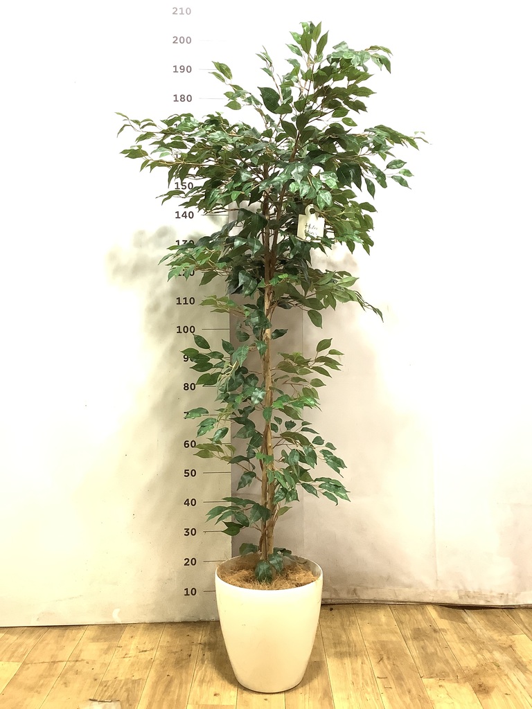170cm以上の観葉植物 | 送料無料でお届け | Hitohana（ひとはな）