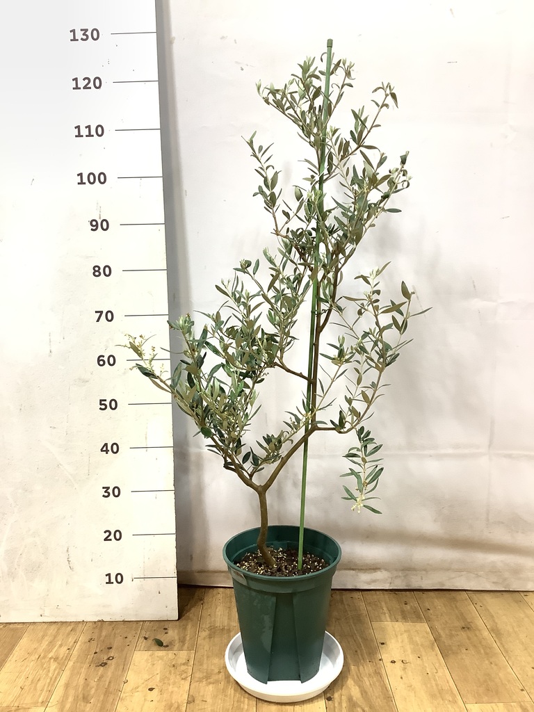 観葉植物 オリーブの木 8号 カヨンヌ プラスチック鉢 / 小倉園 | 観葉