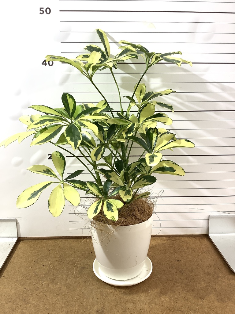 観葉植物 シェフレラ（カポック） 4号 斑入り ラスターポット 付き