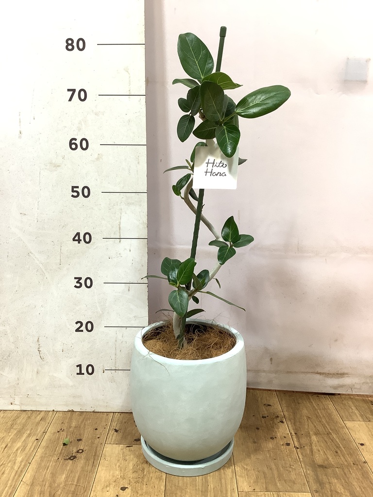 観葉植物 フィカス ベンガレンシス 5号 曲り プラスチック鉢 | 観葉