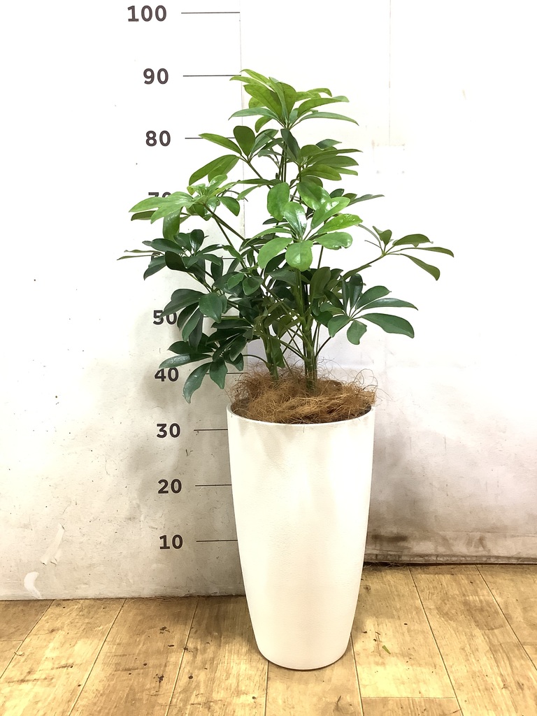 観葉植物 シェフレラ（カポック） 5号 ノーマル フォレスト トール