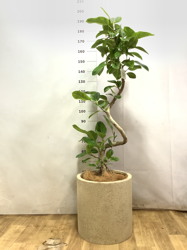 170cm以上の観葉植物 | 送料無料でお届け | Hitohana（ひとはな）