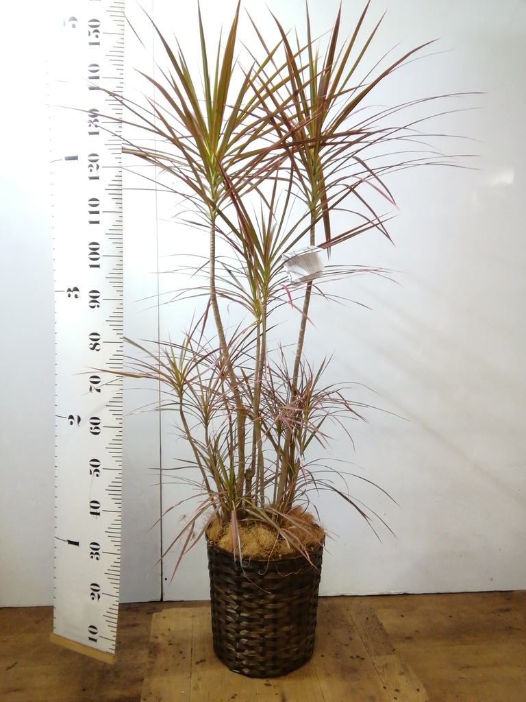 観葉植物 ドラセナ コンシンネ レインボー 8号 ストレート リブ