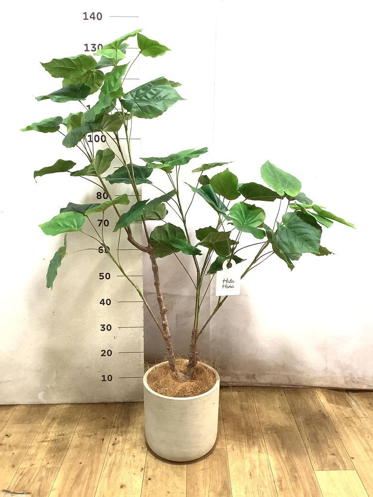 鉢カバー付きの観葉植物 | HitoHana（ひとはな）