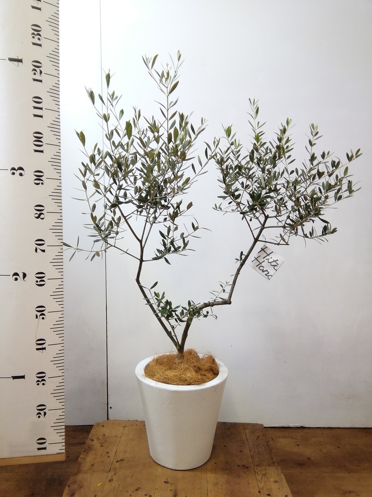 観葉植物 オリーブ 7号 創樹 プラスチック鉢 | 観葉植物ならHitoHana