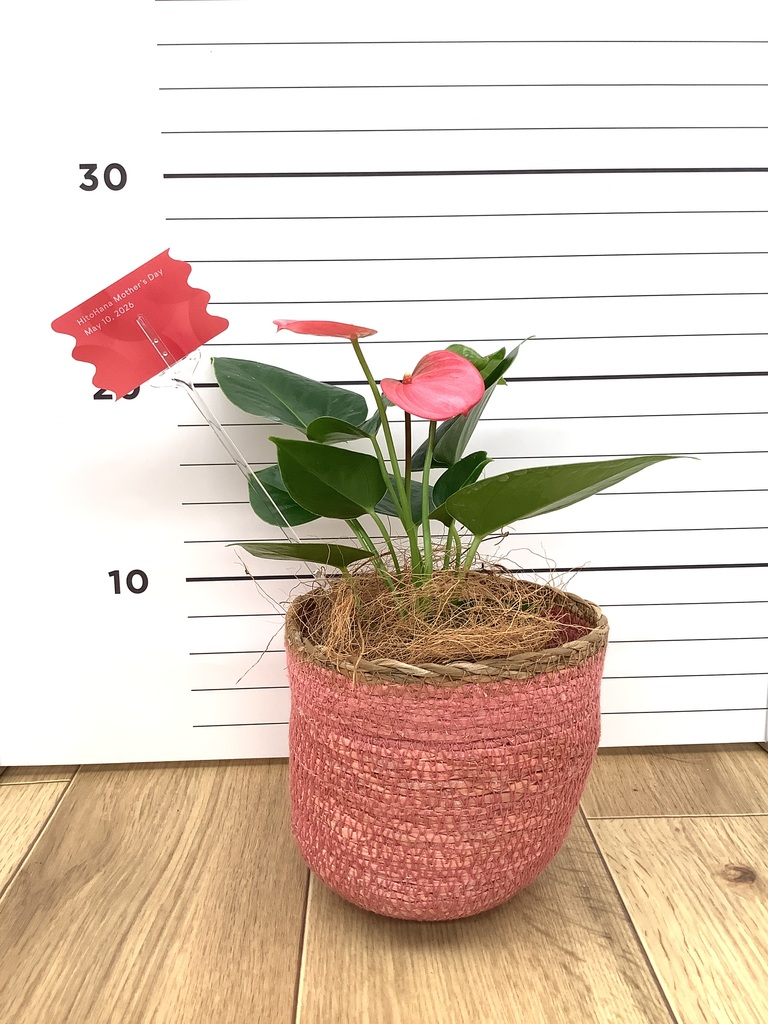 鉢カバー付きの観葉植物 | HitoHana（ひとはな）
