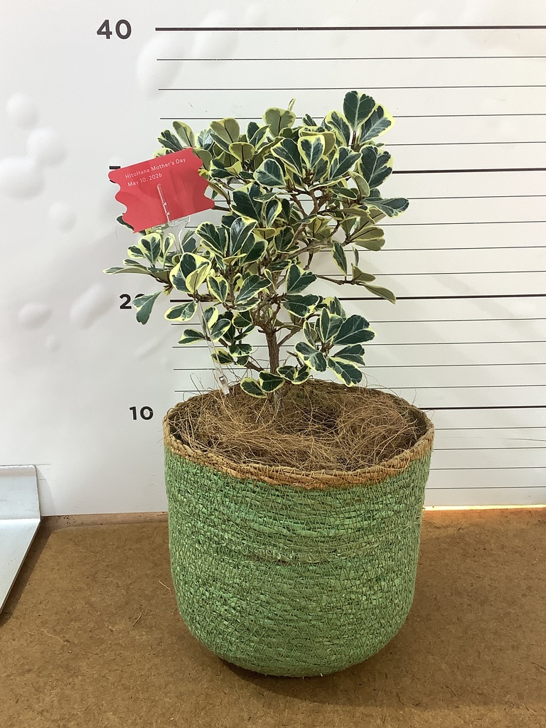 観葉植物 フィカス スイートハート 4号 シーグラスポット グリーン 